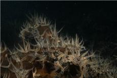 Black brittlestar © Keith Hiscock